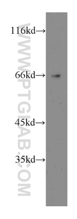 TRAM2 Antibody in Western Blot (WB)