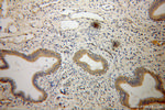 GMEB2 Antibody in Immunohistochemistry (Paraffin) (IHC (P))