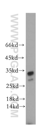 STOML3 Antibody in Western Blot (WB)