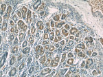 Cytoglobin Antibody in Immunohistochemistry (Paraffin) (IHC (P))
