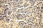CISD2 Antibody in Immunohistochemistry (Paraffin) (IHC (P))