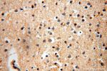 CISD2 Antibody in Immunohistochemistry (Paraffin) (IHC (P))