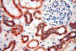 CISD2 Antibody in Immunohistochemistry (Paraffin) (IHC (P))