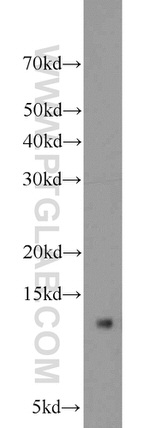 CISD2 Antibody in Western Blot (WB)