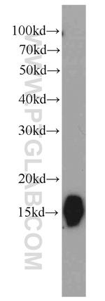 CISD2 Antibody in Western Blot (WB)