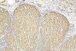 CSDE1 Antibody in Immunohistochemistry (Paraffin) (IHC (P))