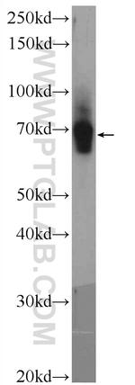 UNC5CL Antibody in Western Blot (WB)