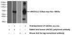 UNC5CL Antibody in Western Blot (WB)