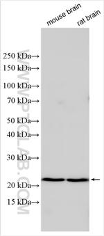 CGREF1 Antibody in Western Blot (WB)
