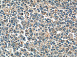 ADA Antibody in Immunohistochemistry (Paraffin) (IHC (P))