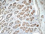 ADA Antibody in Immunohistochemistry (Paraffin) (IHC (P))