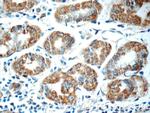 ADA Antibody in Immunohistochemistry (Paraffin) (IHC (P))