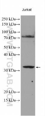 CD300LF Antibody in Western Blot (WB)