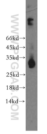 CD300LF Antibody in Western Blot (WB)