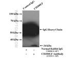 CD300LF Antibody in Immunoprecipitation (IP)