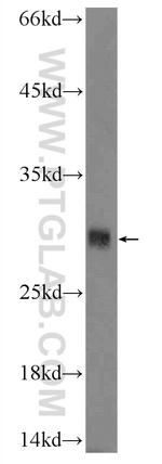 CD300LF Antibody in Western Blot (WB)