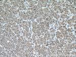 TAF1C Antibody in Immunohistochemistry (Paraffin) (IHC (P))
