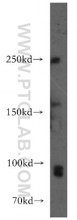 TAF1C Antibody in Western Blot (WB)