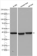 TPSAB1 Antibody in Western Blot (WB)