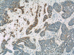 PLA2G4D Antibody in Immunohistochemistry (Paraffin) (IHC (P))