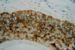 PLA2G4D Antibody in Immunohistochemistry (Paraffin) (IHC (P))