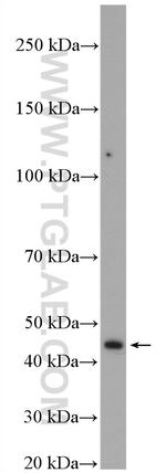 TBRG1 Antibody in Western Blot (WB)