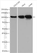 MCM6 Antibody in Western Blot (WB)