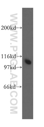 MCM6 Antibody in Western Blot (WB)
