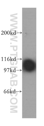 MCM6 Antibody in Western Blot (WB)