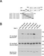 STAT5 alpha Antibody in Western Blot, Immunoprecipitation (WB, IP)