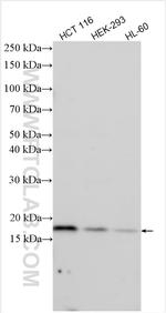 FHIT Antibody in Western Blot (WB)