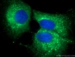 LMAN1 Antibody in Immunocytochemistry (ICC/IF)