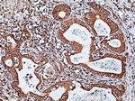 LMAN1 Antibody in Immunohistochemistry (Paraffin) (IHC (P))