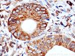 LMAN1 Antibody in Immunohistochemistry (Paraffin) (IHC (P))