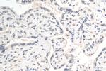 MYNN Antibody in Immunohistochemistry (Paraffin) (IHC (P))