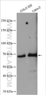 MYNN Antibody in Western Blot (WB)