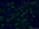 TDG Antibody in Immunocytochemistry (ICC/IF)