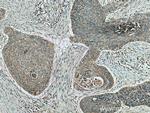 LYNX1 Antibody in Immunohistochemistry (Paraffin) (IHC (P))