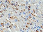 SIGLEC9 Antibody in Immunohistochemistry (Paraffin) (IHC (P))