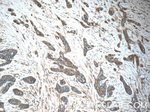 IFIT5 Antibody in Immunohistochemistry (Paraffin) (IHC (P))