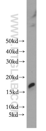 GLRX2 Antibody in Western Blot (WB)