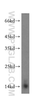GLRX2 Antibody in Western Blot (WB)