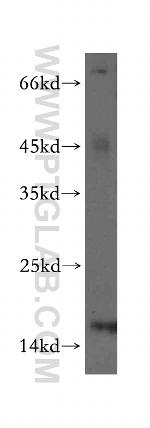 GLRX2 Antibody in Western Blot (WB)