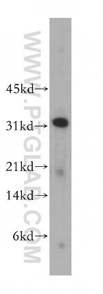 CLEC1A Antibody in Western Blot (WB)