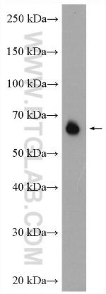 CD86 Antibody in Western Blot (WB)