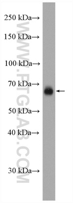 CD86 Antibody in Western Blot (WB)