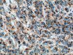 MIP-3-beta Antibody in Immunohistochemistry (Paraffin) (IHC (P))
