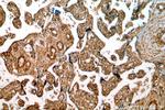 GPR161 Antibody in Immunohistochemistry (Paraffin) (IHC (P))