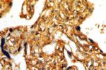 GPR161 Antibody in Immunohistochemistry (Paraffin) (IHC (P))
