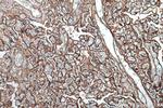 GPR161 Antibody in Immunohistochemistry (Paraffin) (IHC (P))